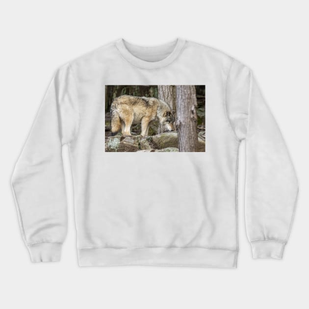 Eastern Gray Wolf Crewneck Sweatshirt by jaydee1400